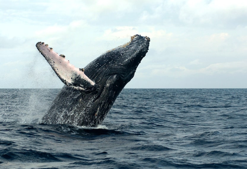 Avistamiento de Ballenas en Bahía Solano